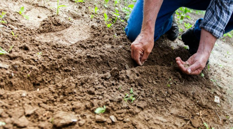 Close-up of a person planting seeds in soil, emphasizing gardening and cultivation.